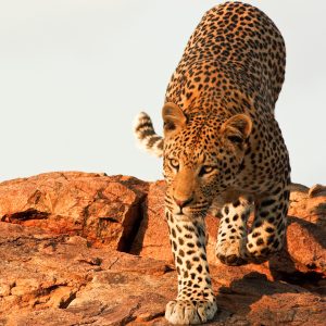 Leopard Project Drive