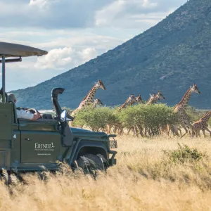 Guided Game Drives