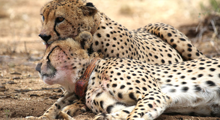 Erindi Cheetah Conservation Project