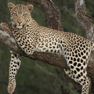 Global Leopard Project