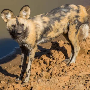 African Wild Dog Project