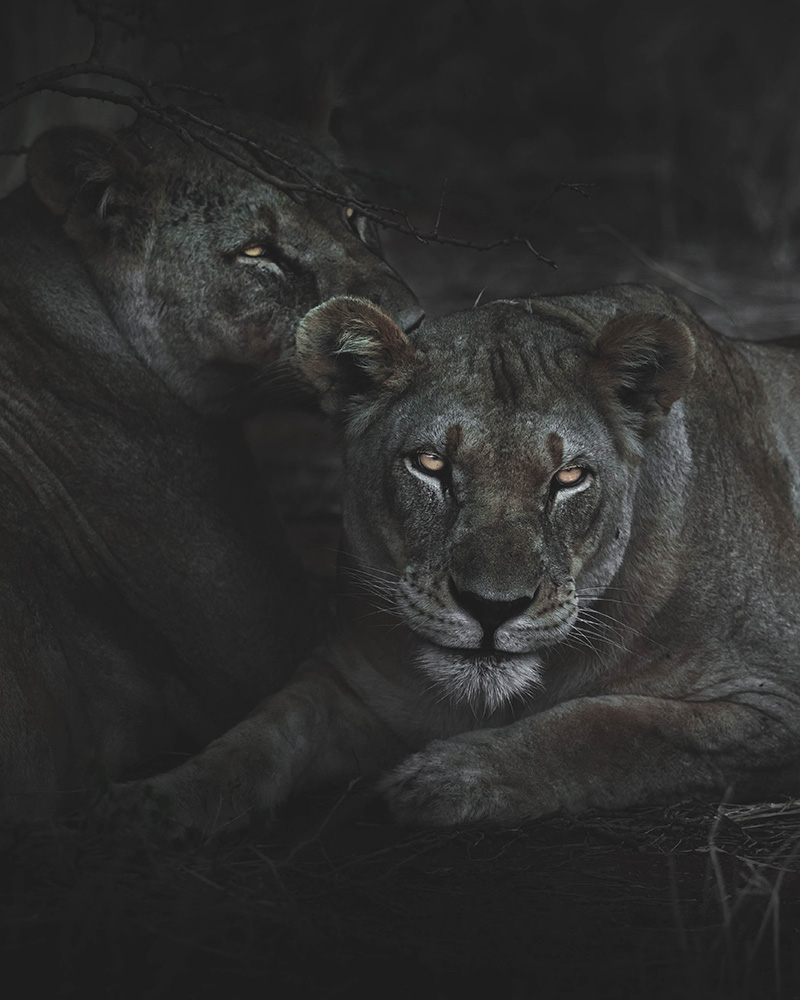 Erindi Private Game Reserve Lions