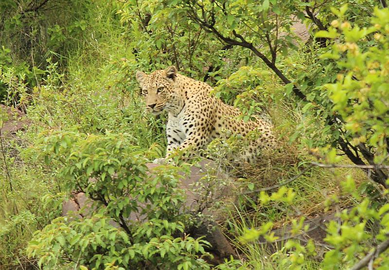Lion Kills Young Leopard