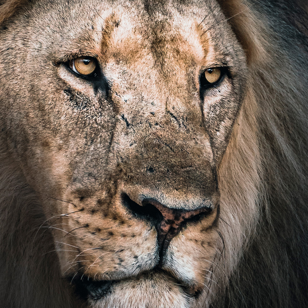 Lion by Kai Grossman